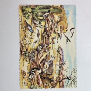 Vintage Wild Life Southwestern Desert Animals Illustrated Postcard‎